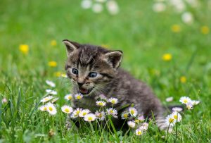 Kitty among flowers
